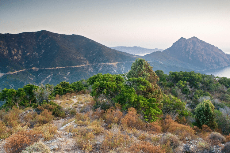 Jardins botaniques en Corse