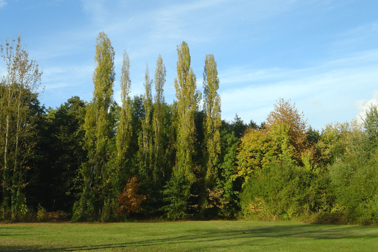 Parc botanique de Launay à Orsay
