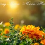 découvrez comment tirer parti des phases de la lune pour optimiser votre jardinage en septembre 2024. apprenez les meilleures pratiques pour planter, semer et récolter en harmonie avec le cycle lunaire et boostez votre récolte tout en respectant les rythmes de la nature.