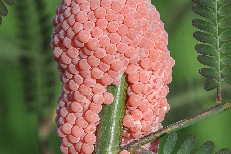 Ces œufs roses menacent votre jardin