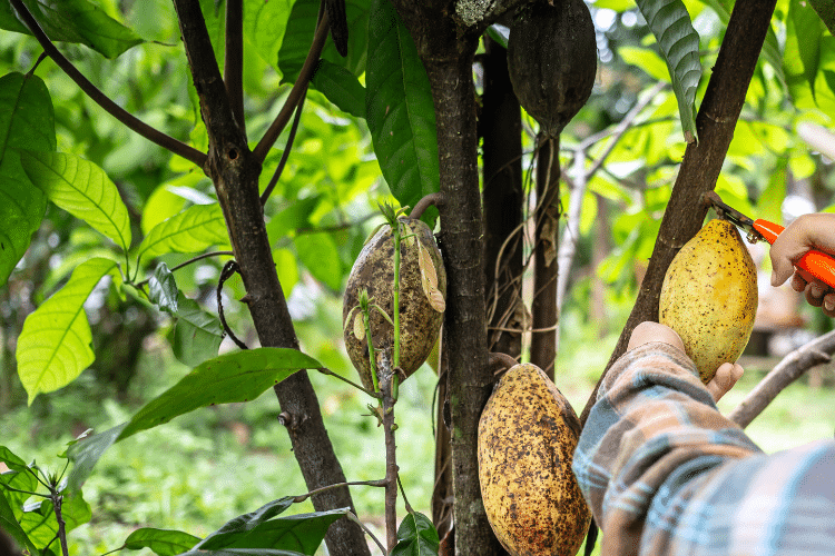 Nos guides sur la taille des arbres fruitiers