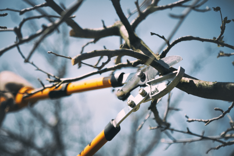 Nos guides sur la taille des arbres