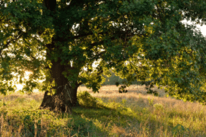 découvrez notre guide complet sur la taille des chênes truffiers. apprenez les techniques essentielles pour optimiser la production de truffes, favoriser la croissance de vos arbres et garantir une récolte abondante. tout ce qu'il faut savoir pour exceller dans l'entretien de vos chênes truffiers.