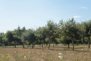 découvrez tout ce qu'il faut savoir sur la taille des chênes truffiers avec notre guide complet. apprenez les techniques essentielles, les meilleurs moments pour tailler et comment favoriser la production de truffes de qualité. idéal pour les passionnés d'agriculture et de trufficulture.