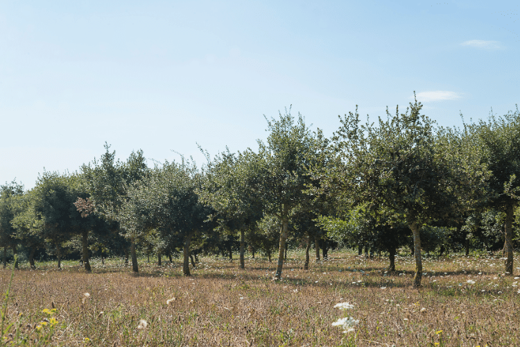 découvrez tout ce qu'il faut savoir sur la taille des chênes truffiers avec notre guide complet. apprenez les techniques essentielles, les meilleurs moments pour tailler et comment favoriser la production de truffes de qualité. idéal pour les passionnés d'agriculture et de trufficulture.