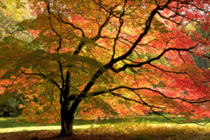découvrez notre guide complet sur la taille des érables japonais : conseils pratiques, techniques adaptées et secrets pour entretenir vos arbres et favoriser leur beauté tout au long de l'année.