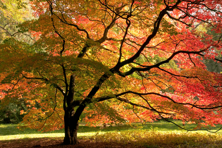 découvrez notre guide complet sur la taille des érables japonais : conseils pratiques, techniques adaptées et secrets pour entretenir vos arbres et favoriser leur beauté tout au long de l'année.
