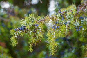 découvrez tout ce que vous devez savoir sur la taille des juniperus grâce à notre guide complet. apprenez les techniques, les périodes idéales et les conseils pour entretenir vos junipers et leur donner une forme optimale.
