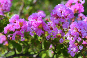 découvrez tout ce qu'il faut savoir sur la taille des lagerstroemias avec notre guide complet. apprenez les techniques, les meilleures périodes et les conseils pour favoriser la floraison et la santé de vos arbustes.