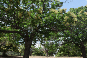découvrez notre guide complet sur la taille des marronniers : techniques, astuces et conseils pour garantir la santé et la beauté de vos arbres. apprenez à maîtriser la taille pour favoriser la croissance et l'esthétique de vos marronniers, tout en respectant leur cycle naturel.