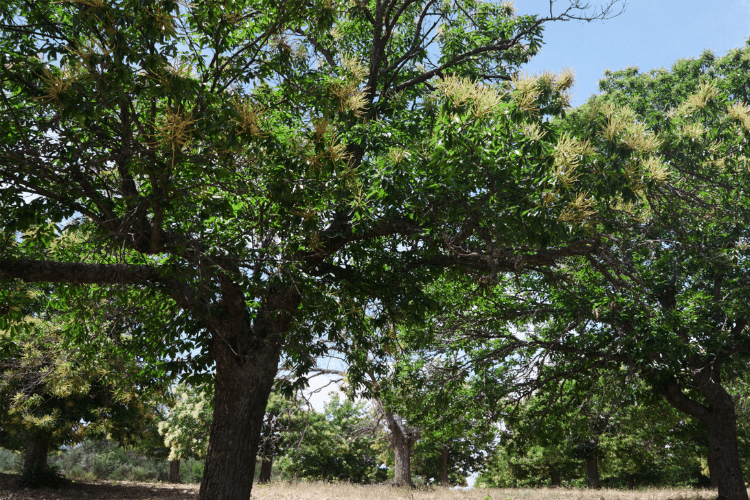 découvrez notre guide complet sur la taille des marronniers : techniques, astuces et conseils pour garantir la santé et la beauté de vos arbres. apprenez à maîtriser la taille pour favoriser la croissance et l'esthétique de vos marronniers, tout en respectant leur cycle naturel.