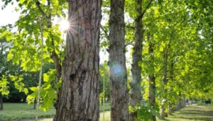 découvrez tout ce qu'il faut savoir sur la taille des peupliers avec notre guide complet. apprenez les techniques, les moments idéaux pour tailler et les conseils d'entretien pour des arbres en pleine santé.