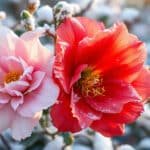 explorez notre guide sur les fleurs d'hiver et découvrez 4 espèces robustes capables de résister au froid. apprenez à embellir votre jardin même pendant les mois les plus frais avec ces plantes résistantes et adaptées aux conditions hivernales.