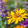 découvrez les secrets méconnus des insectes piqueurs qui envahissent votre jardin. apprenez à identifier ces nuisibles, leurs comportements surprenants et les risques qu'ils représentent pour votre santé et vos plantes. protégez votre espace extérieur grâce à nos conseils pratiques.