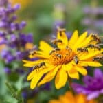 découvrez les secrets méconnus des insectes piqueurs qui envahissent votre jardin. apprenez à identifier ces nuisibles, leurs comportements surprenants et les risques qu'ils représentent pour votre santé et vos plantes. protégez votre espace extérieur grâce à nos conseils pratiques.