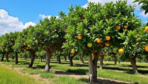 découvrez notre guide complet sur la taille des arbres à agrumes ! apprenez les techniques essentielles, les meilleurs moments pour tailler et comment favoriser la croissance de vos arbres tout en maximisant leur production de fruits.