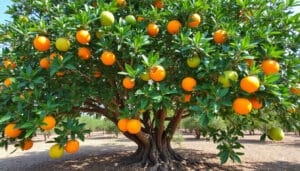 découvrez tout ce qu'il faut savoir sur la taille des orangers du mexique grâce à notre guide complet. apprenez les techniques indispensables pour entretenir vos arbres, optimiser leur production et profiter d'une récolte abondante.