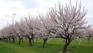 découvrez tout ce qu'il faut savoir sur la taille des pruniers mirabelles dans notre guide complet. apprenez les techniques essentielles pour favoriser la croissance, la santé et la production de vos arbres fruitiers tout en embellissant votre jardin.
