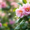 découvrez cinq arbustes essentiels pour embellir votre jardin au printemps. apportez couleur et vie à votre espace extérieur avec ces variétés florissantes qui s'épanouissent au bon moment de l'année.