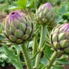 découvrez quand et comment cueillir les artichauts de votre jardin pour profiter d’une récolte abondante et savoureuse. conseils pratiques pour récolter au bon moment et préserver toute la fraîcheur de vos légumes.
