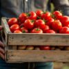 découvrez l'histoire inspirante de passionnés du jardinage qui cultivent 100 kg de tomates et 150 kg de pommes de terre, défiant ainsi tous les records avec leur savoir-faire exceptionnel.